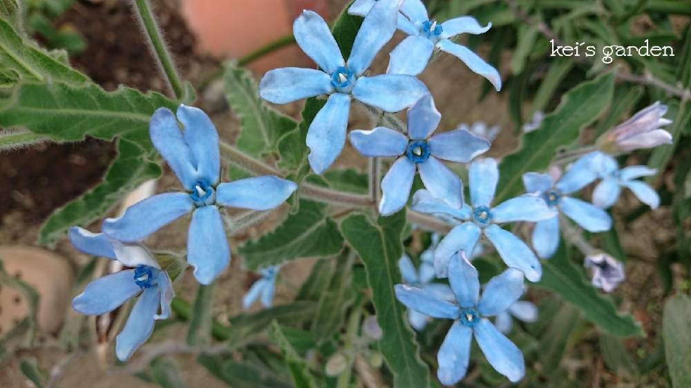 オキシペタラム ブルースターの投稿画像 By Keiさん 花の写真と花壇とマイガーデンと青い花と庭のある暮らしとガーデニングと花のある暮らし 月10月11日 Greensnap グリーンスナップ