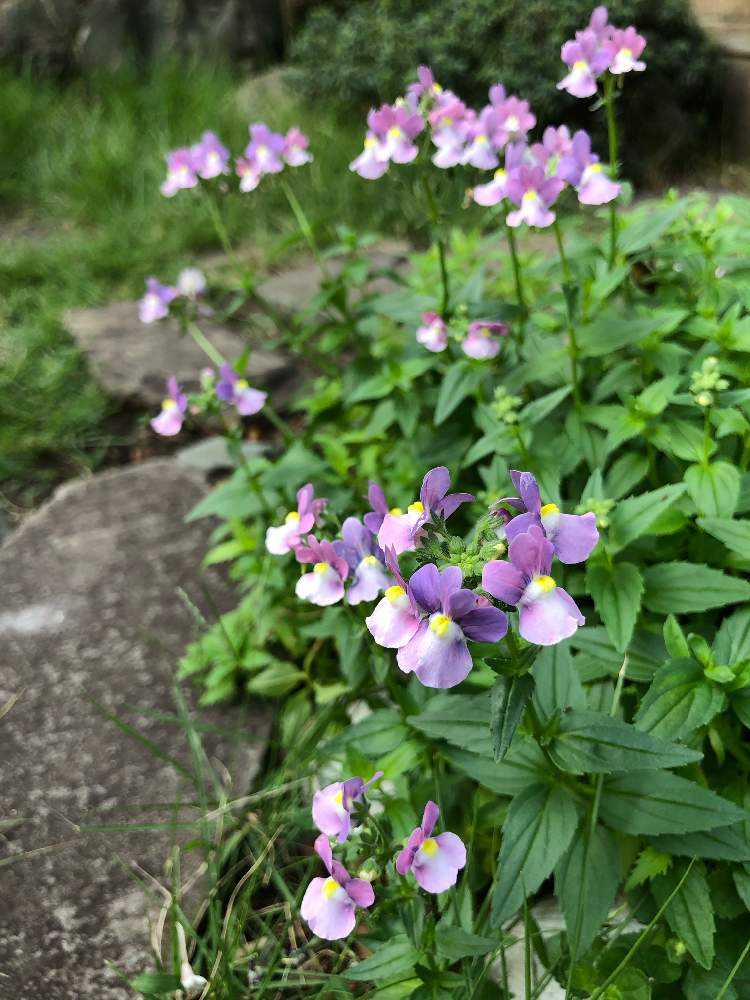 いろいろ挿して実験中 完 Greensnap グリーンスナップ