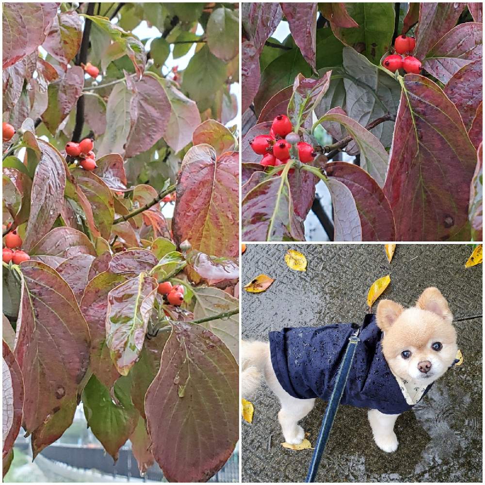 ハナミズキの実の投稿画像 By こたさん 花と緑とこたろう と気分転換とワンワン祭りとさんぽみちとわんこ散歩 月10月11日 Greensnap グリーンスナップ