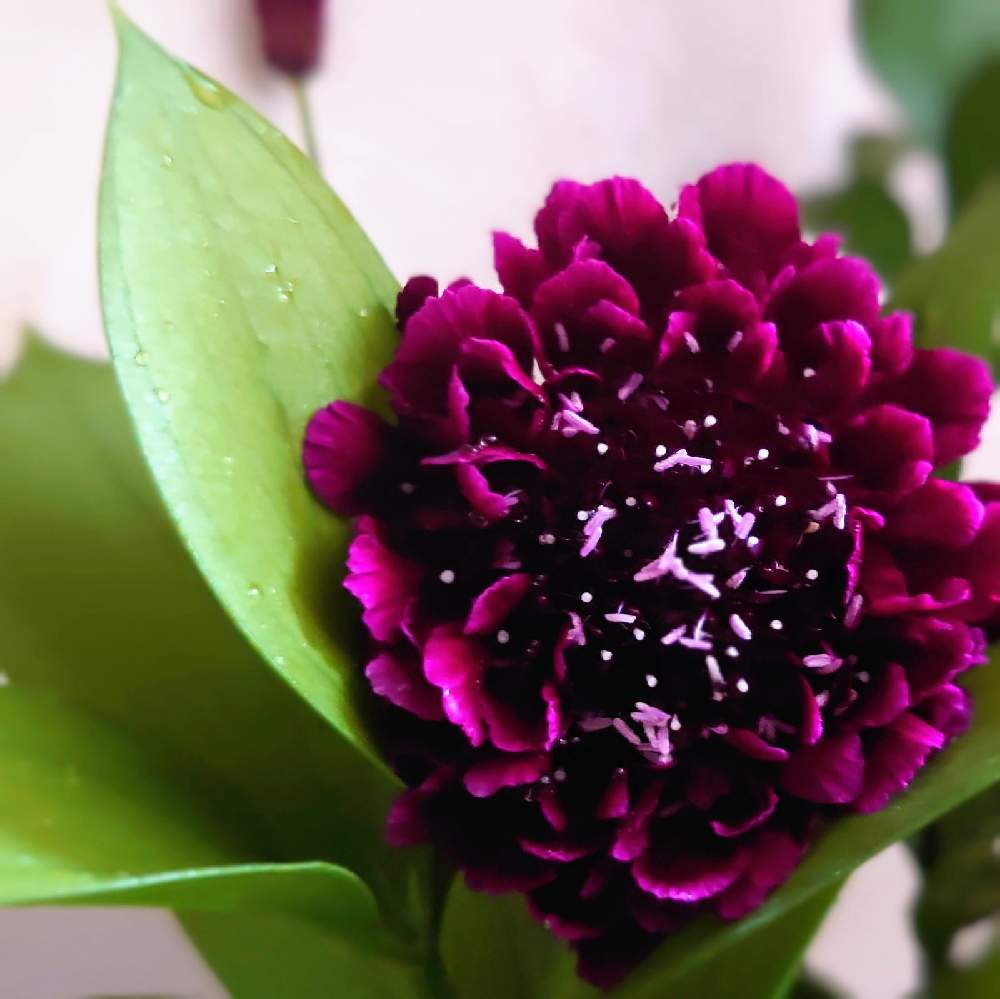 スカビオサの投稿画像 By Kyokaさん フラワーアレンジメントと花のある暮らしとビタミン Fとおうちで飾るお花 月10月11日 Greensnap グリーンスナップ