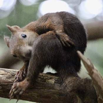 可愛いエゾリスの投稿画像一覧 Greensnap グリーンスナップ