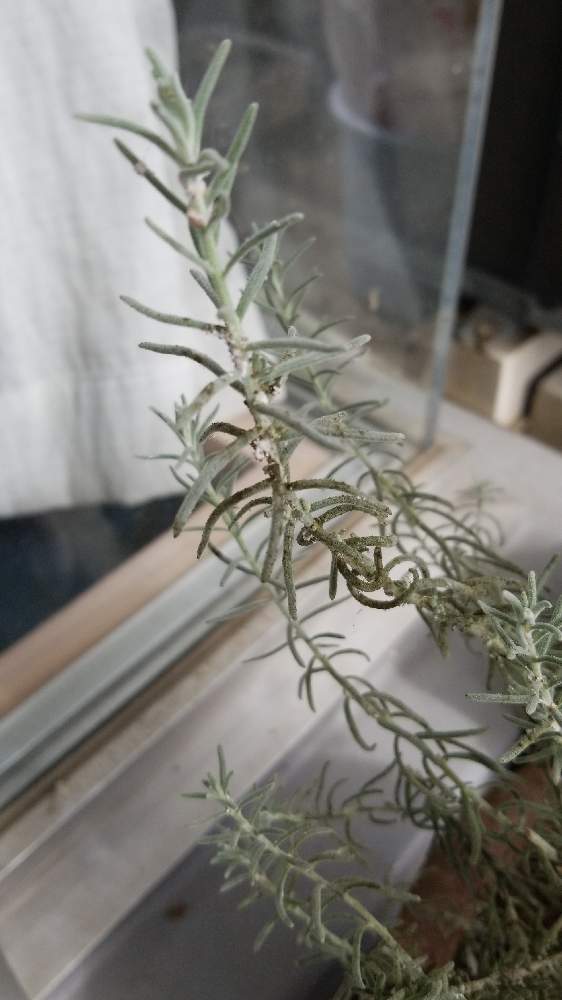 エレモフィラニベアの投稿画像 By マッピーさん 相談とおうち園芸 月10月11日 Greensnap グリーンスナップ