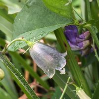 ツリガネニンジン,ツリガネニンジン,山野草,紫の花,多摩川の画像