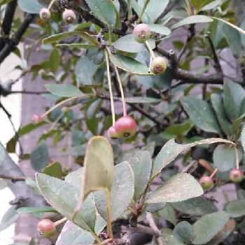 ハナカイドウの実の投稿画像一覧 Greensnap グリーンスナップ