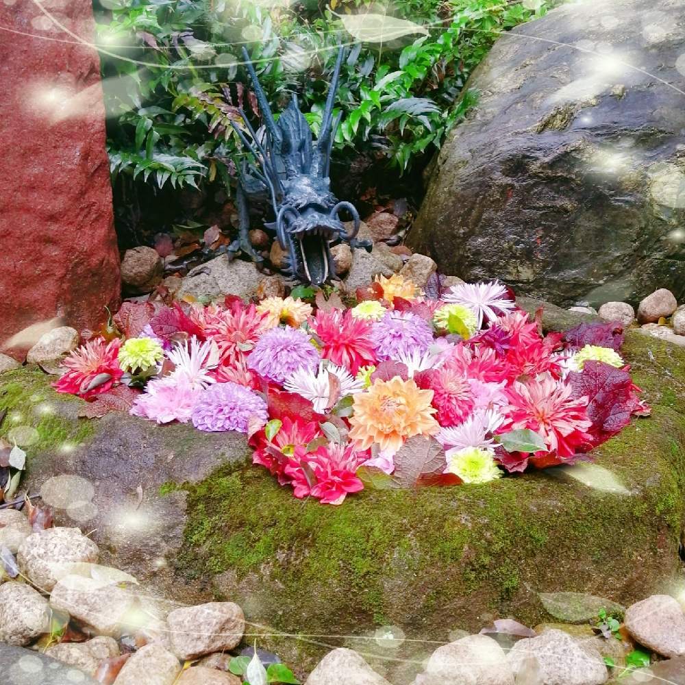 神社の投稿画像 By Yamaさん 西東京市と花手水と田無神社 月10月11日 Greensnap グリーンスナップ