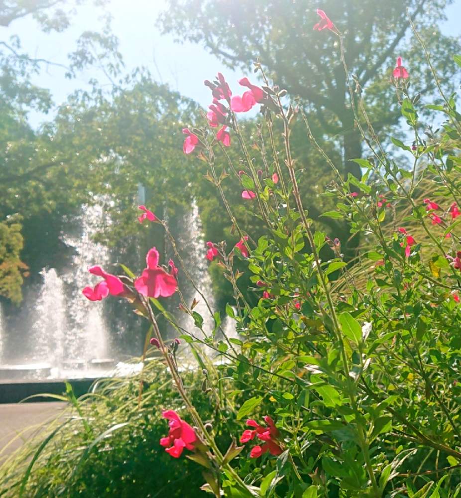 チェリーセージの投稿画像 By きなこさん 秋風と花のある暮らしと小さな花と秋の花と公園の植え込みとお出かけ先と秋風と花のある暮らしと小さな花と秋の花 と公園の植え込み 月10月11日 Greensnap グリーンスナップ Greensnap グリーンスナップ