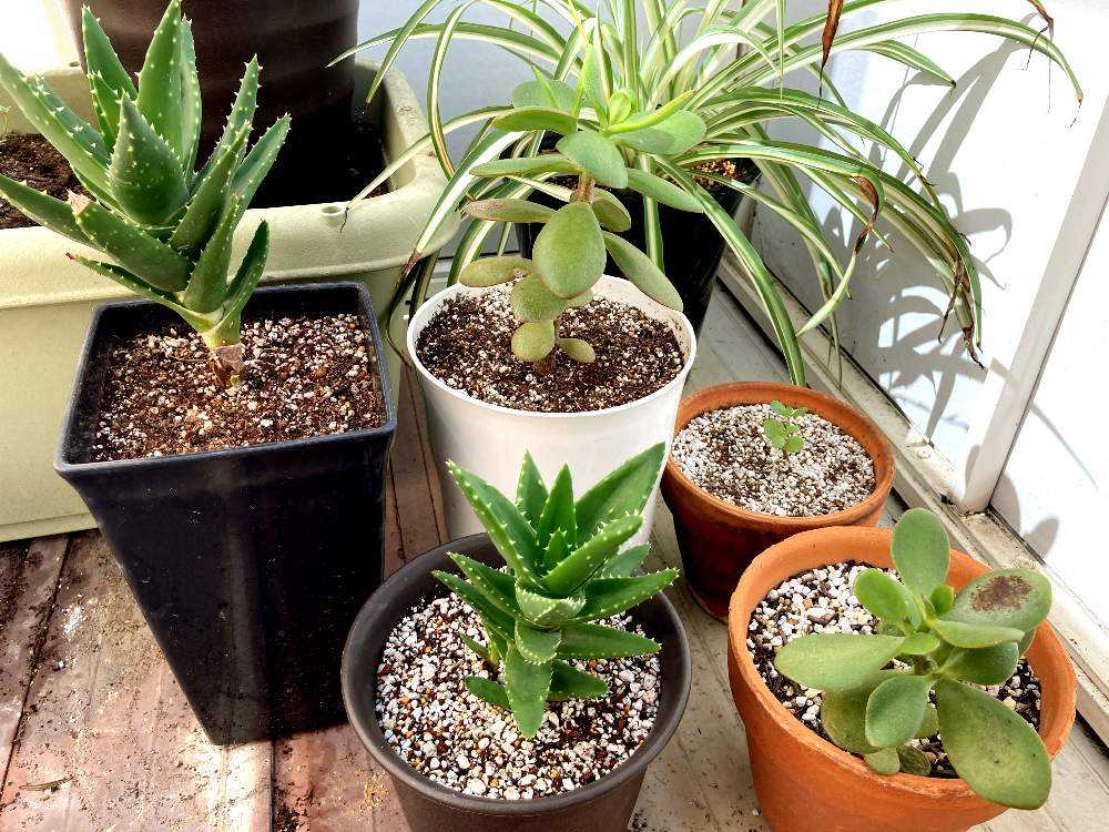 カランコエの花が咲くまで Greensnap グリーンスナップ