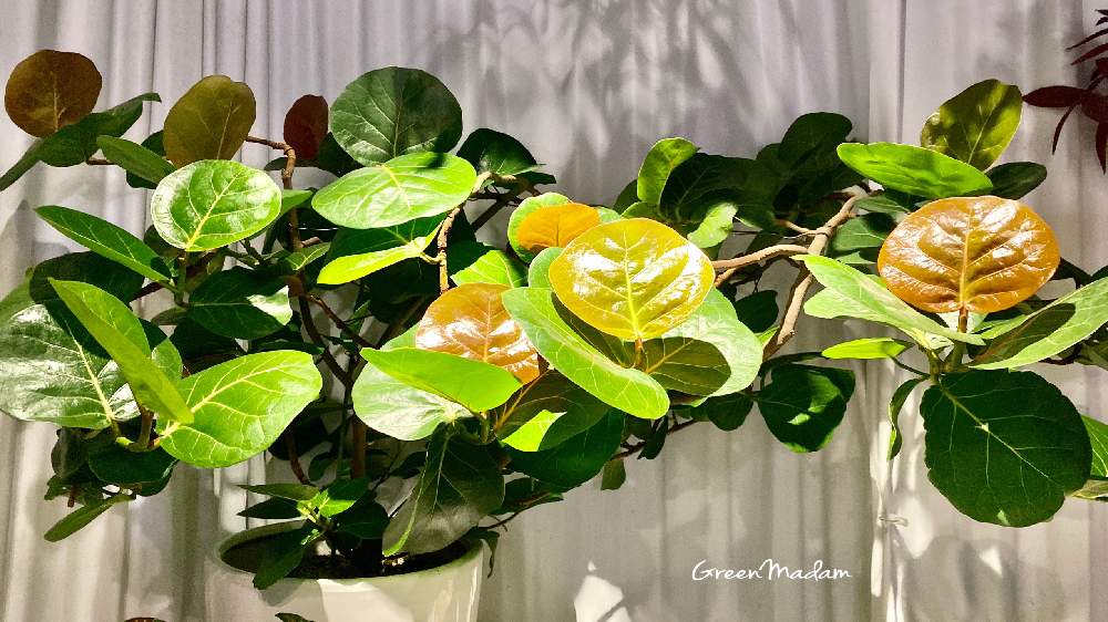 シーグレープ の投稿画像 By グリーンマダム Green Madam さん 巨大シーグレープ 月10月11日 Greensnap グリーンスナップ