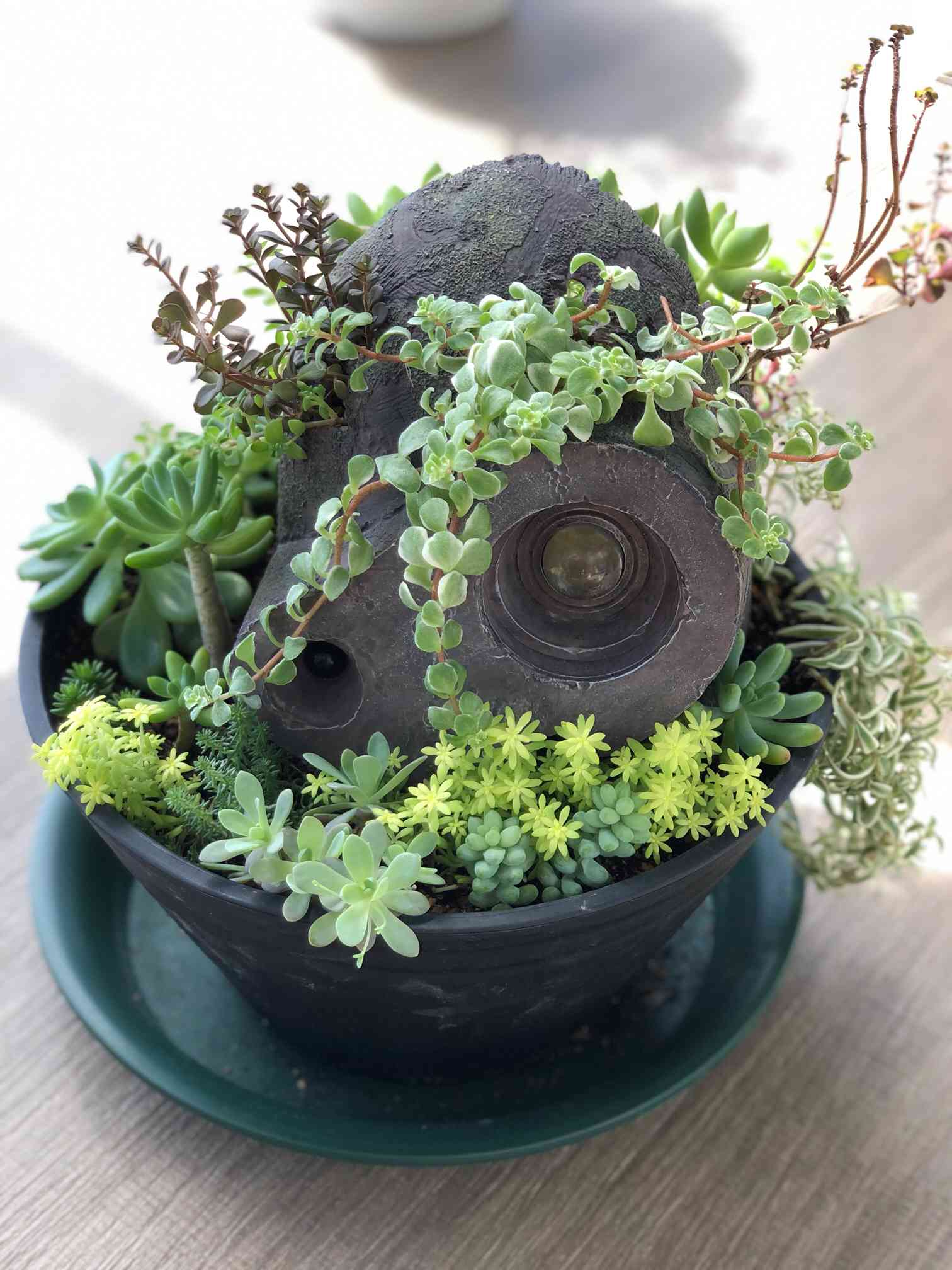 Sold Out セダム カット苗 寄植え Sold Out セダム カット苗 寄植え Sold Out セダム カット苗 寄植え