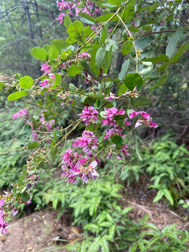 はぎ 萩 の投稿画像 By たかっちさん 月10月11日 Greensnap グリーンスナップ