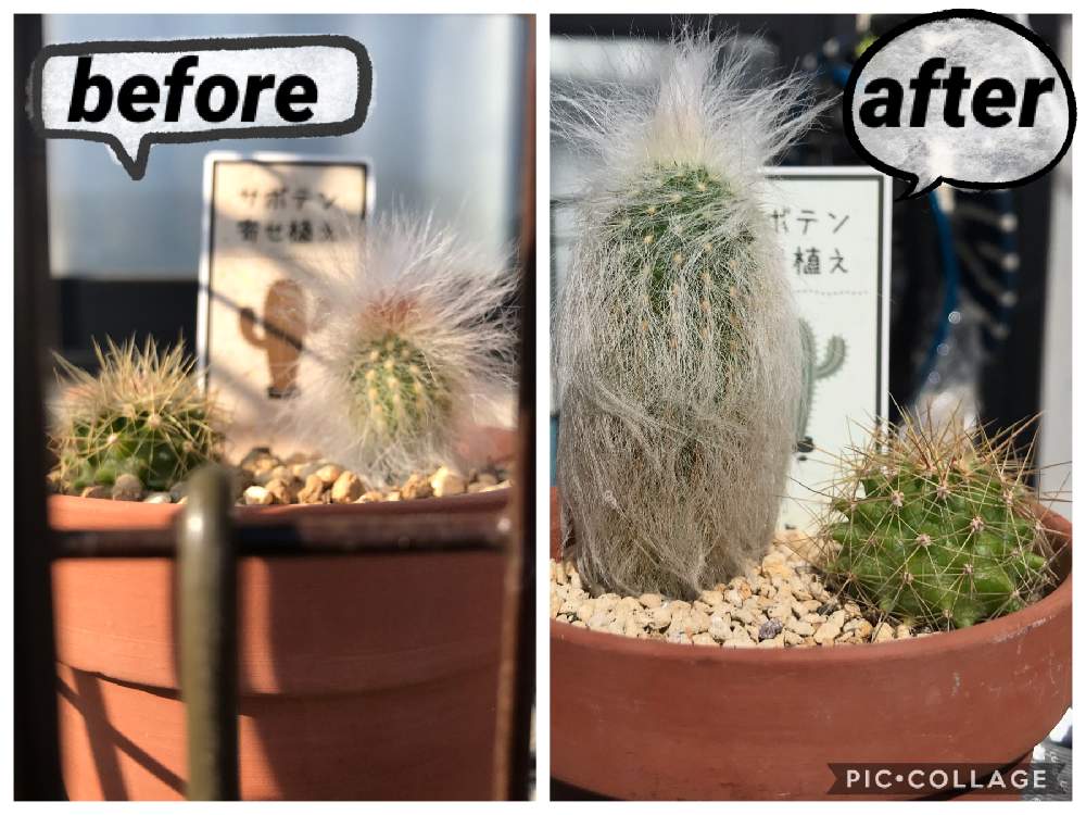 サボテン科の投稿画像 By ピクトグラムさん サボテン としぞーか勢と屋外組とさぼてんと珍奇植物と 柱サボテン 月10月11日 Greensnap グリーンスナップ