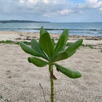 海辺の植物の投稿画像一覧 Greensnap グリーンスナップ