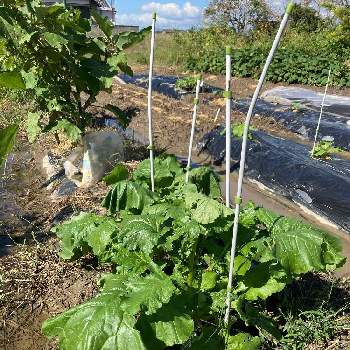 チーマ・ディ・ラーパの画像 by dp106さん | 畑とチーマ・ディ・ラーパと家庭菜園とやさいの時間