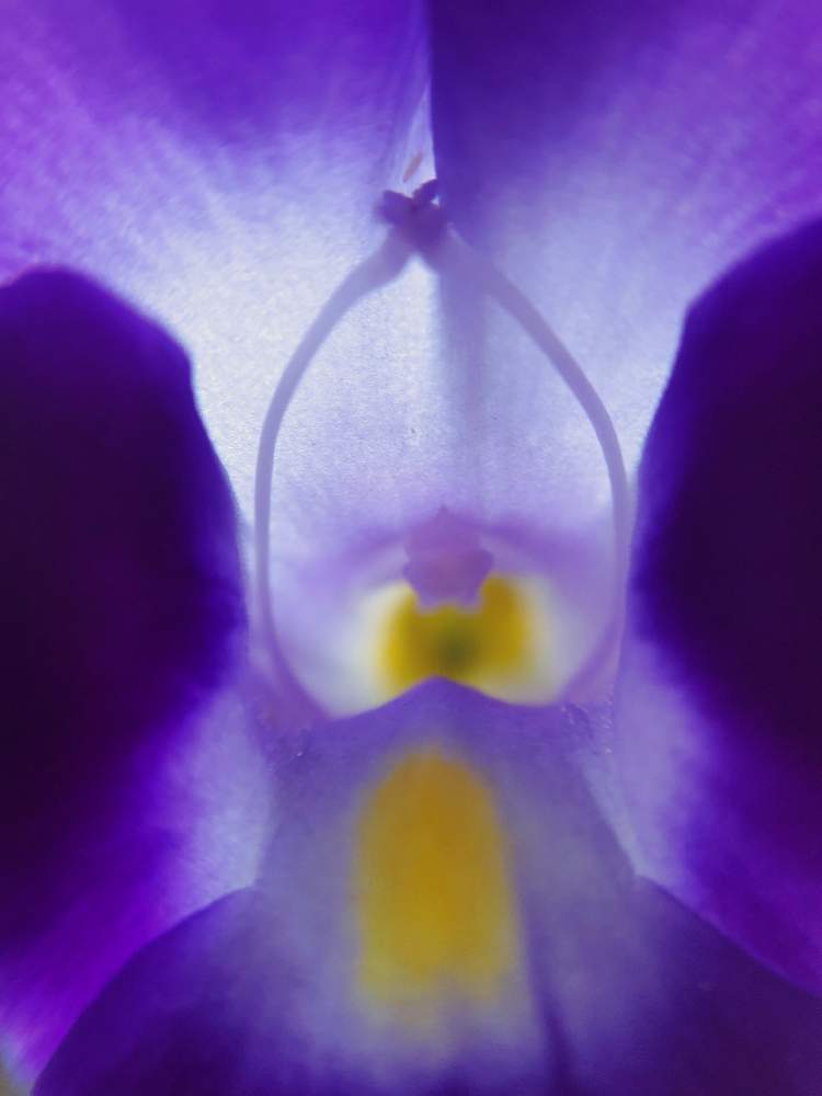 トレニアの投稿画像 By ジャスミンさん 花のある暮らしと紫色大好きとgreen Up とおうち園芸 月10月11日 Greensnap グリーンスナップ