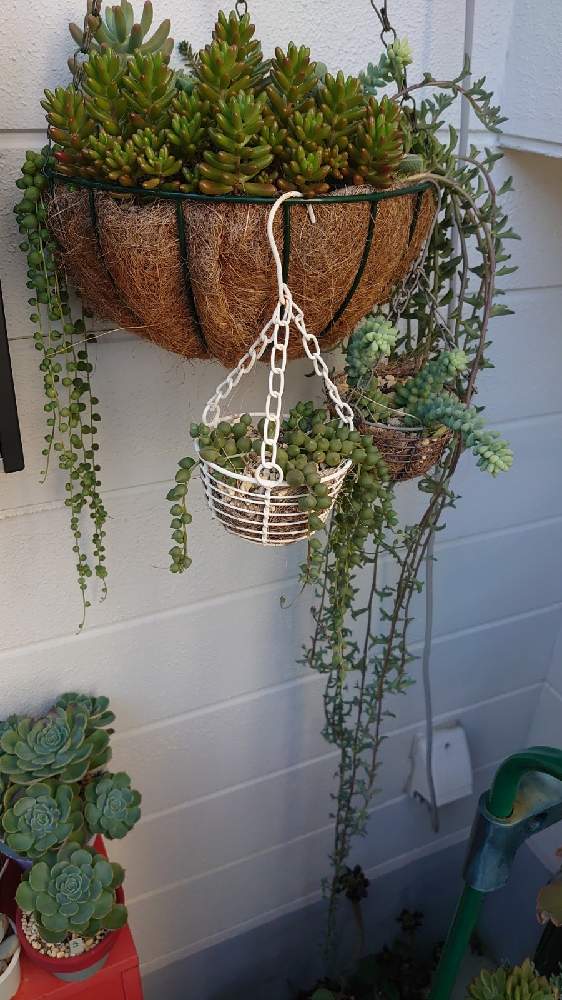 グリーンネックレスの投稿画像 By ティッシュさん 虹の玉とビアホップ とドルフィンネックレスと多肉植物と寄せ植えとおうち園芸と多肉女子と多肉初心者 月10月11日 Greensnap グリーンスナップ