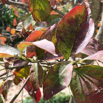 ハナミズキの花芽の投稿画像一覧 Greensnap グリーンスナップ