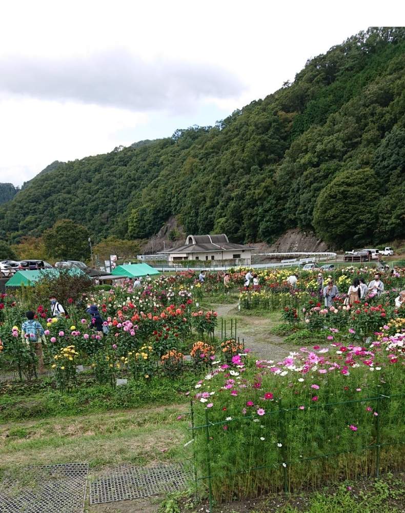 黒川ダリア園秋 Greensnap グリーンスナップ 黒川ダリア園秋 Greensnap グリーンスナップ