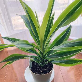 ドラセナレモンライムの投稿画像一覧 Greensnap グリーンスナップ