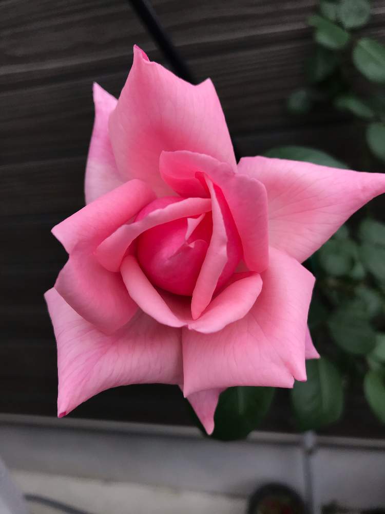エントランスの投稿画像 By Sesaさん 羽衣 バラとばら バラ 薔薇ときれ い とバラ ミニバラとか わい と羽衣 バラとばら バラ 薔薇 ときれ い とバラ ミニバラとか わい 月10月11日 Greensnap グリーンスナップ Greensnap グリーンスナップ