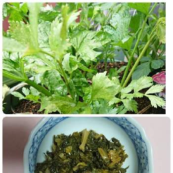 セロリの栽培の投稿画像一覧 Greensnap グリーンスナップ