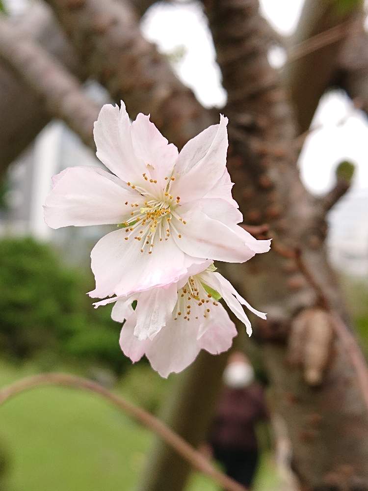 十月桜の投稿画像 By Sumi1992さん ピンクとさくらと旧芝離宮恩賜庭園と一輪の魅力 月10月11日 Greensnap グリーンスナップ