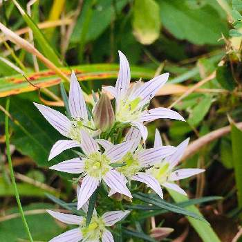 那須岳の花の投稿画像一覧 Greensnap グリーンスナップ