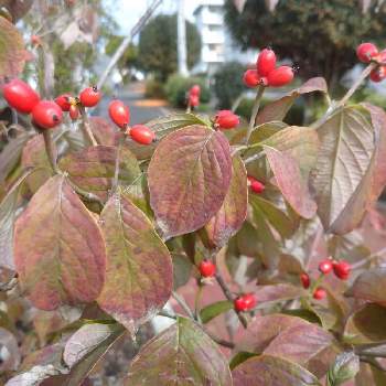 ハナミズキ 花水木 の実の投稿画像一覧 Greensnap グリーンスナップ