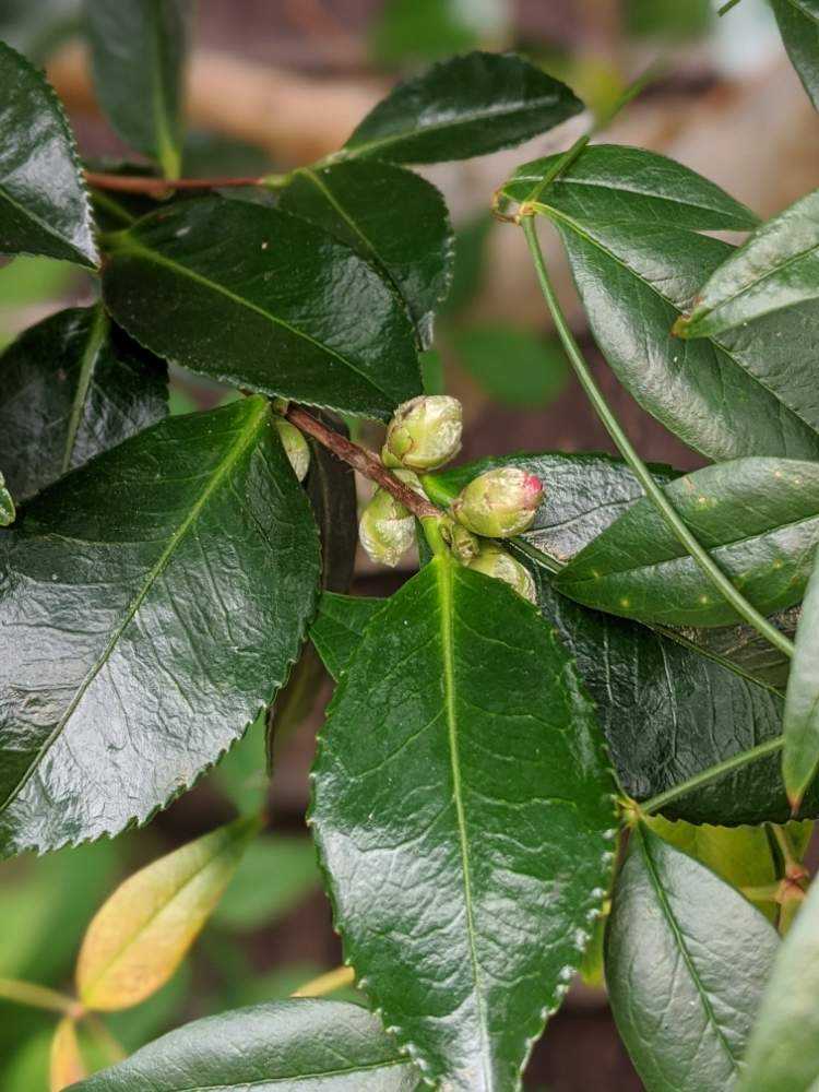 里山の秋のお花達は謳ってる 10月 Greensnap グリーンスナップ