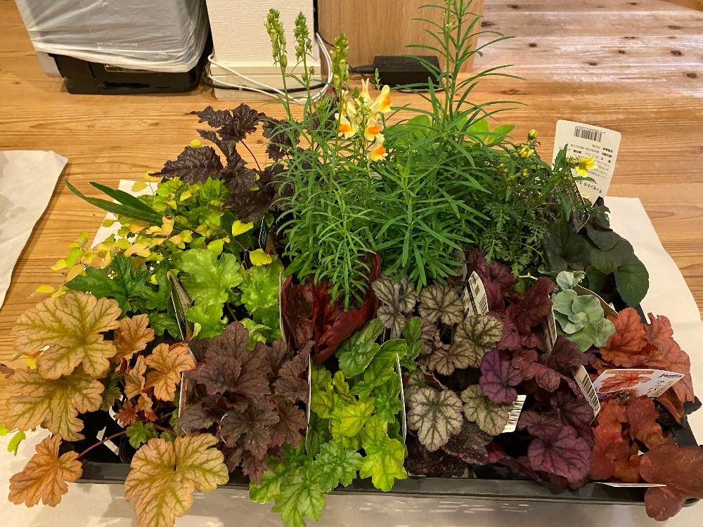 リナリアの投稿画像 By ちほさん ヒューケラとティアレアとアスチルベとウィンターコスモスと花壇づくりとヒューケラ とカラーリーフとヒューケレラ とコラボと寄せ植えとおうちde菜園と癒しとおうち園芸と庭づくりとガーデニングと花のある暮らしと庭の宿根草 月