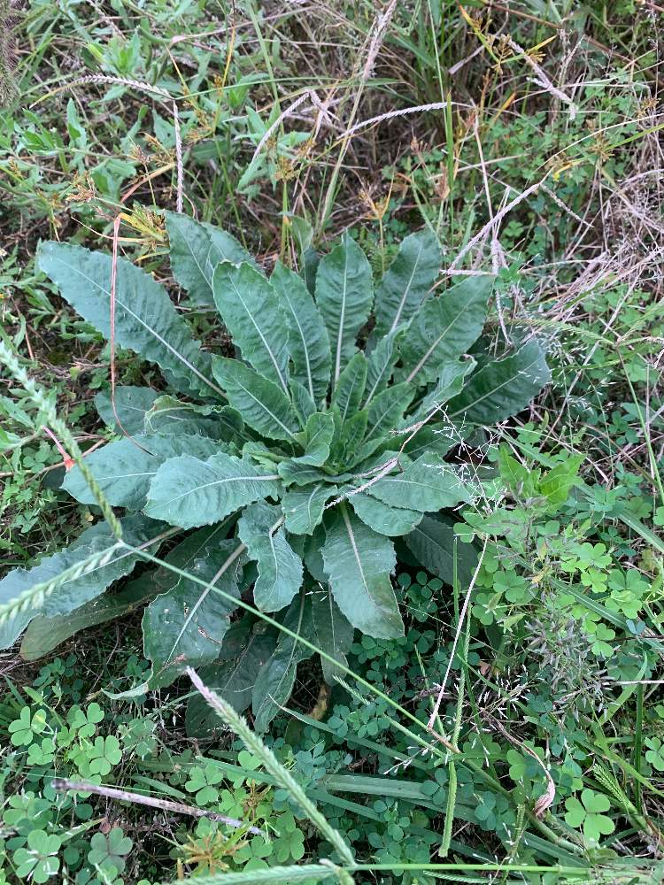 ゆうさくさんの投稿画像 月10月11日 Greensnap グリーンスナップ