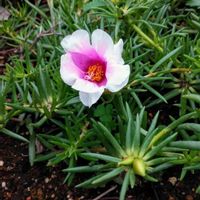 マツバボタンの画像