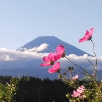 コスモス・秋桜♪の画像 by かこちゃんさん | お出かけ先と富士山！とコスモス・秋桜♪と花と富士山と素敵なお花と秋ですね♪と家の近くでと可愛いお花とお花大好きとピンクのお花と素敵ですねと花のある暮らしと富士山麓と好きなお花