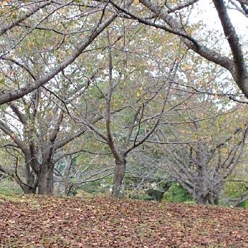 台風の影響の画像 by hiroさん | お出かけ先と木々が色づきとそろそろ秋がきたと桜の木の紅葉と落ち葉踏みと台風の影響と馬見丘陵公園にて。