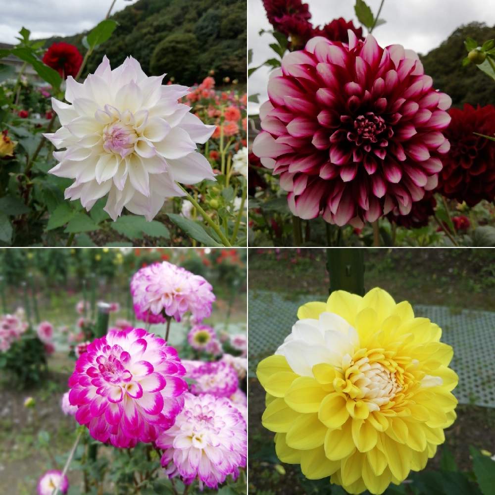 黒川ダリア園の投稿画像 By レンタラネコさん 月10月11日 Greensnap グリーンスナップ