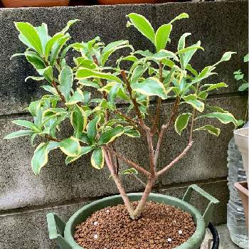 沈丁花 ジンチョウゲ の育て方 植え付けや植え替え時期は 剪定は必要 Greensnap グリーンスナップ