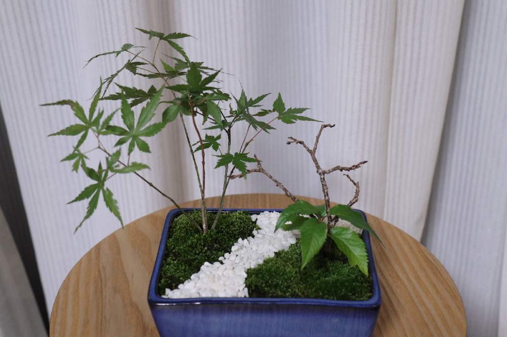 十月桜の投稿画像 By 若ちゃんさん もみじと盆栽と山取りと苔 こけ ともみじと桜の寄せ植え 月10月11日 Greensnap グリーンスナップ