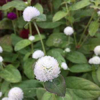 ヤバイよ、ヤバイよ❗️の画像 by musubiさん | お出かけ先とセンニチコウ(白)と人生楽しく。といい感じ♡とヤバイよ、ヤバイよ❗️とこの色も好きと白い花も好きと絶対、綺麗。ときれ～い❤とスマホで撮影とこの色も好きー♡