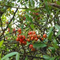 ピラカンサの画像