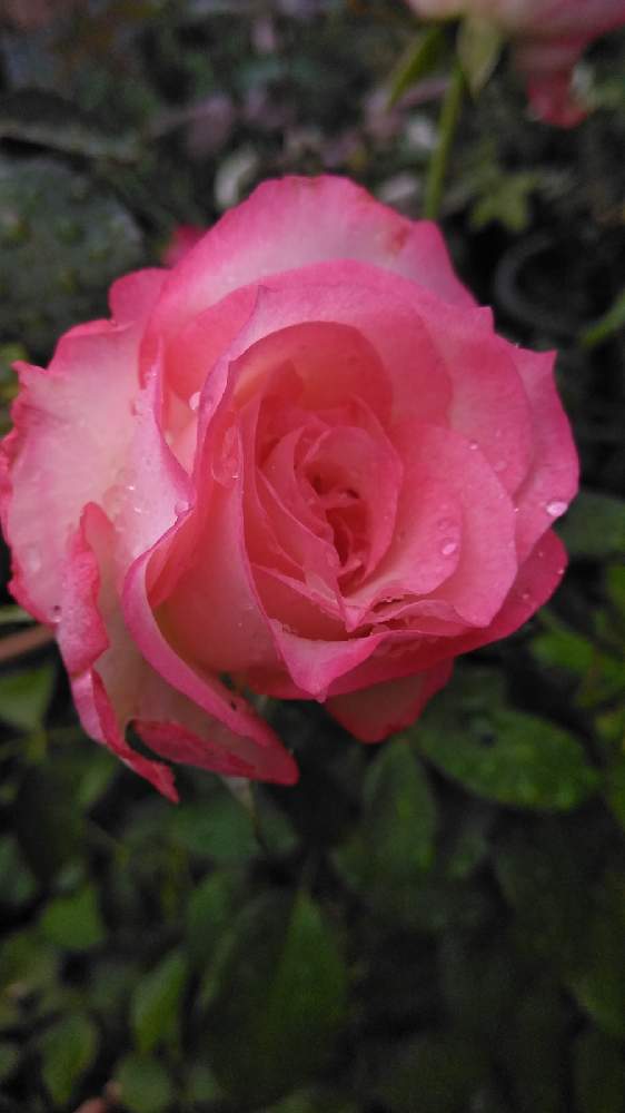 小さな庭の画像 by よねさんさん | 小さな庭とおじいさん園芸とおうち園芸とニコル☆と鉢植えと花のある暮らしとばら 薔薇 バラと薔薇大好き