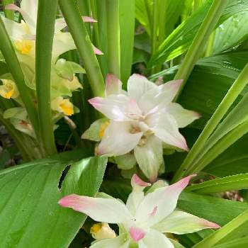 秋ウコンの投稿画像一覧 Greensnap グリーンスナップ