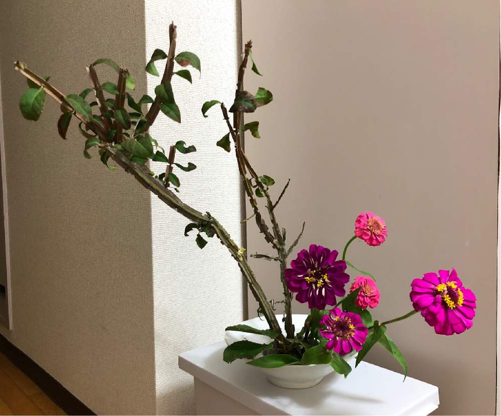 生け花の投稿画像 By みやさん 草月と草月流と生け花初心者とニシキギとジニア 百日草 と生け花と草月と草月流と生け花初心者 月10月11日 Greensnap グリーンスナップ Greensnap グリーンスナップ