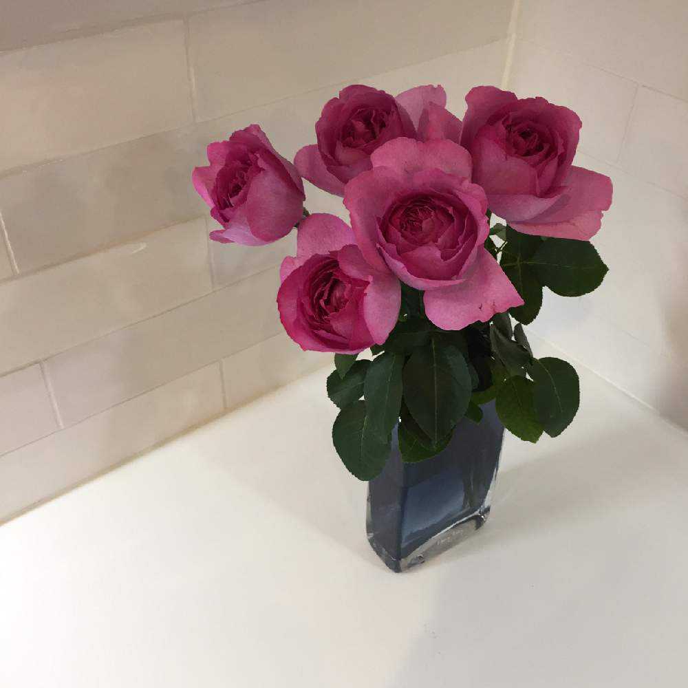 良い香りのバラの記録 Greensnap グリーンスナップ