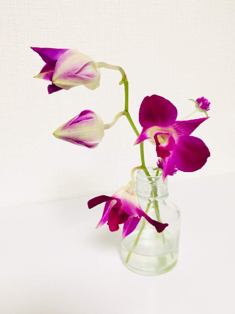 デンファレの投稿画像 By ともよさん 開花と開花中と一輪挿しとハナノヒとつぼみと花のある暮らしとガラスの花瓶とお花のある生活と紫の花と切り花 月10月12日 Greensnap グリーンスナップ