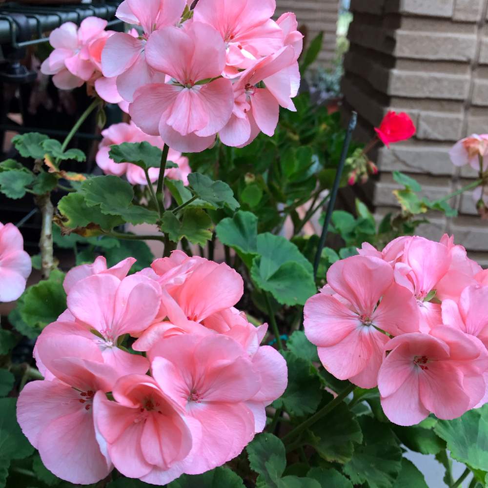 ゼラニウムの投稿画像 By トッティーさん マイガーデンと花のある暮らし 月10月12日 Greensnap グリーンスナップ