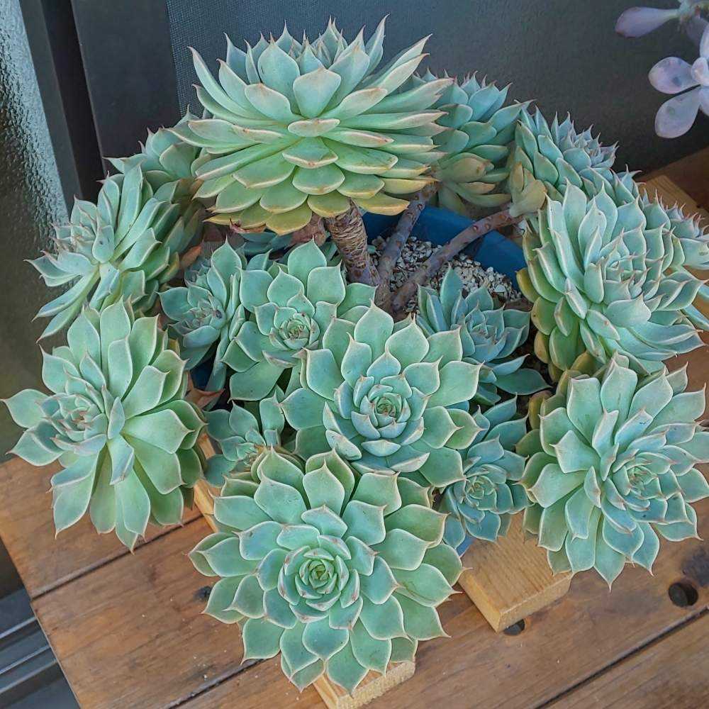 ︎✿026マーガレットレッピンの生長記録(6年目)2022.07.18更新