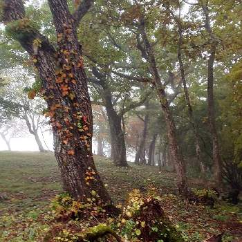 濃霧の画像 by パープルさん | お出かけ先とつる性植物の紅葉と那須ゴンドラ山頂と那須マウントジーンズの紅葉と那須高原とつる性植物・紅葉と濃霧と秋の彩りと紅葉フォトコン2020