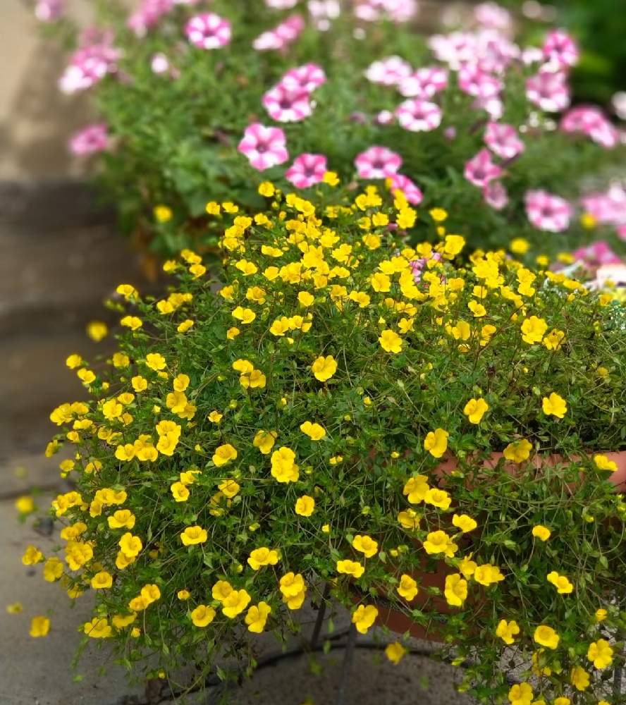 メカルドニアゴールドダストの投稿画像 By トレニアさん 小さな庭とおうち園芸と花に癒されと黄色 の花と花のある暮らしと秋に咲かせた花 園芸ガイドとかわいいな とおうち園芸と花に癒されと黄色の花と花のある暮らしと秋に咲かせた花 園芸ガイドとかわいいな