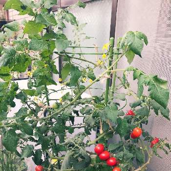 おやさいの画像 by asaさん | バルコニー/ベランダとミニトマトと家庭菜園とおやさいとプランター栽培とおうち園芸