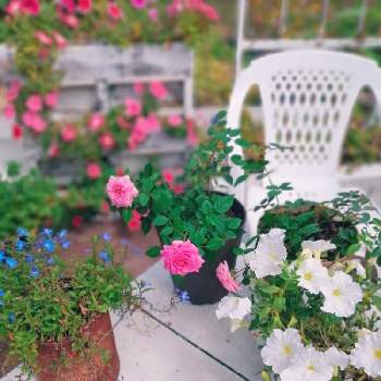 色々いろいろの画像 by TAKA丸さん | 広い庭とミニバラとばら バラ 薔薇と色々いろいろとマイガーデンとおうち園芸とガーデニング