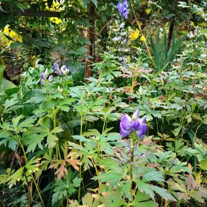 小さな庭の画像